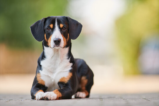Entlebucher sennenhund outdoors on grass. Loyal pet friend