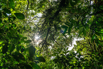 Tropical Plants, flowers and trees growing together in Costa Rica, Monteverde rainforest.