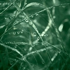 Morning dew drops on green grass. Close-up. Nature background