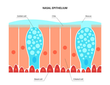 Nasal epithelium concept