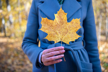 A large maple leaf in the hands of a girl in a blue coat