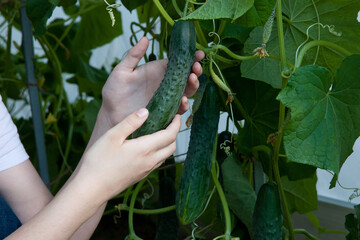Women's hands pluck a cucumber in a greenhouse