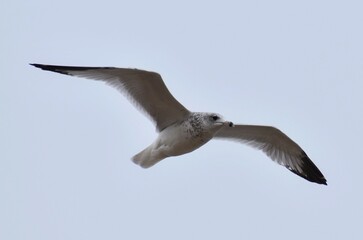 Seagull in flight