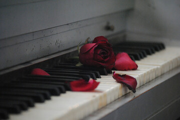 rose on piano keys © Halim