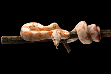 Snake red-tailed boa hanging on a branch isolated on black background