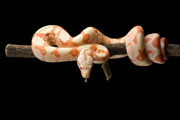 Snake red-tailed boa hanging on a branch isolated on black background