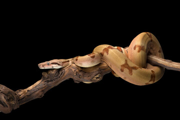 Snake red-tailed boa hanging on a branch isolated on black background - obrazy, fototapety, plakaty