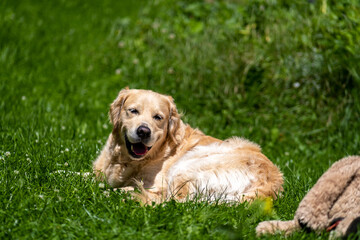 Golden retriever smiling in green grass on sunny day.
