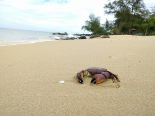 crab on the sand