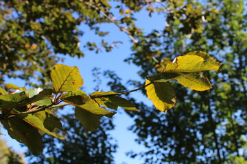green leaf with green backgroud