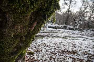 Icicles on a mossy tree trunk. İcicles forming from moss on tree.