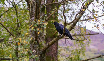 close up of a common raven (Corvus Corax) perched on a low tree branch