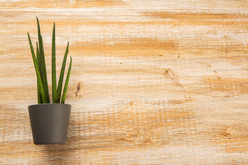 Small sanseviera type plant on weathered wood background