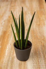 Small sanseviera type plant on weathered wood background