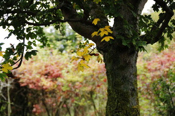 Close-up of yellow red tree leaves in autumn.  Autumn breezes with colorful tree leaves