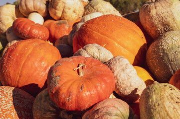 pile of pumpkins and gourds