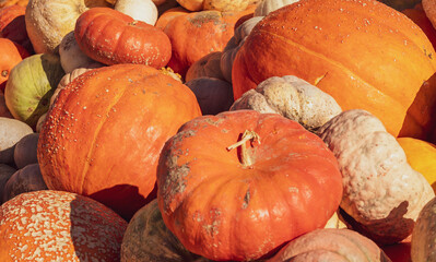 pumpkins and gourds