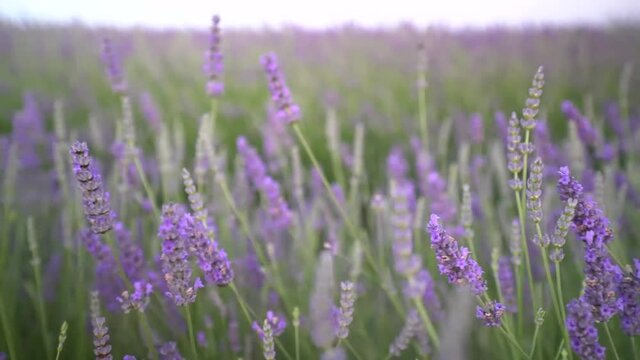 LAVANDER FIELD