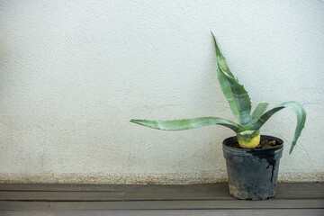 Maceta de aloe vera, acíbar o aloe de Barbados, entre otros, es una especie suculenta en la...