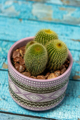 Pot with green mammillaria and yellow spikes on blue table