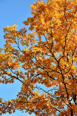 Trees with yellow leaves in the autumn park.