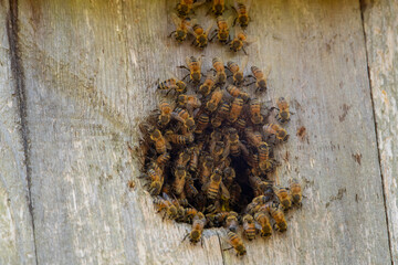 Honey bees in a nest made in a bird house