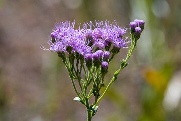 Florida paintbrush (Carphephorus corymbosus) purple flower bloom