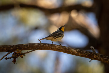 Yellow-throated warbler (small black white and yellow bird) standing on a branch in the woods
