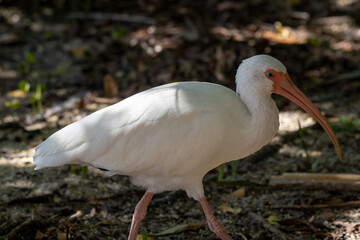 White ibis walking along the shoreline hunting for food