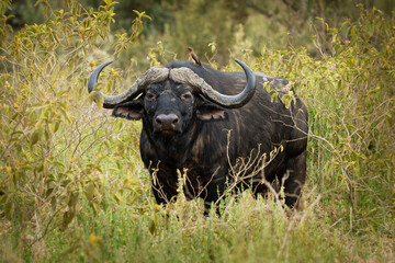 African Buffalo - Syncerus caffer or Cape buffalo is a large Sub-Saharan African bovine. Portrait in the savannah in Masai Mara Kenya, big black horny mammal on the grass, front view
