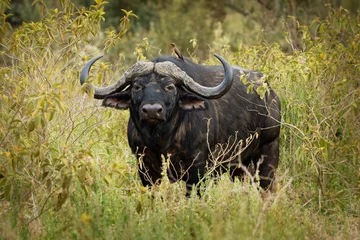  African Buffalo - Syncerus caffer or Cape buffalo is a large Sub-Saharan African bovine. Portrait in the savannah in Masai Mara Kenya, big black horny mammal on the grass, front view © phototrip.cz