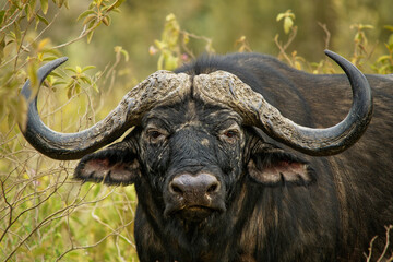 African Buffalo - Syncerus caffer or Cape buffalo is a large Sub-Saharan African bovine. Portrait...