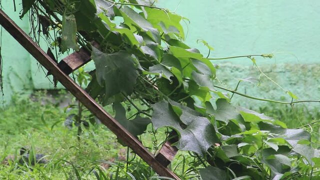 natural chayote on the patio of the house
