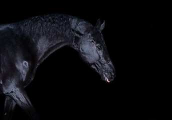 Fototapeta na wymiar art portrait of beautiful black horse around black background. chic and glamour equestrian concept
