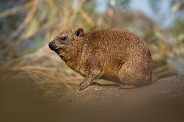 Rock Hyrax - Procavia capensis also dassie, Cape hyrax, rock rabbit and coney, medium-sized terrestrial mammal native to Africa and the Middle East, order Hyracoidea genus Procavia