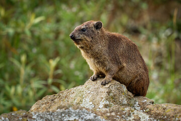 Naklejka na ściany i meble Rock Hyrax - Procavia capensis also dassie, Cape hyrax, rock rabbit and coney, medium-sized terrestrial mammal native to Africa and the Middle East, order Hyracoidea genus Procavia