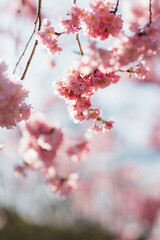 Kirschblüten