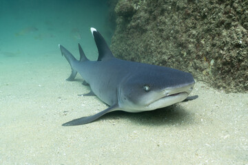Fototapeta premium White Tip Reef Shark resting on the sand