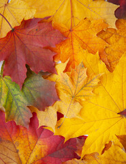 Colored natural background of autumn leaves, top view