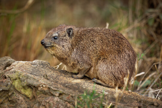 Rock Hyrax - Procavia capensis also dassie, Cape hyrax, rock rabbit and coney, medium-sized terrestrial mammal native to Africa and the Middle East, order Hyracoidea genus Procavia