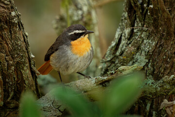 Cape Robin-chat - Cossypha caffra small passerine bird of the flycatcher family Muscicapidae, from South Sudan to South Africa, grey, orange and black bird in Kenya