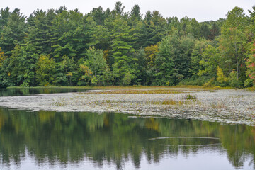 Lake Wintergreen with the reflection of the trees in West Rock State Park, New Haven, New Haven County, Connecticut - obrazy, fototapety, plakaty