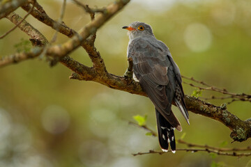 African Cuckoo - Cuculus gularis species of cuckoo in the family Cuculidae, found in Sub-Saharan Africa where it migrates within the continent, grey birdperching on the branch in the tree