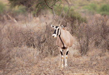 East African Oryx - Oryx beisa also Beisa, antelope from East Africa, found in steppe and semidesert throughout the Horn of Africa, two coloured, horned antelope