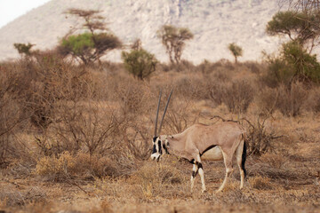 East African Oryx - Oryx beisa also Beisa, antelope from East Africa, found in steppe and semidesert throughout the Horn of Africa, two coloured, horned antelope