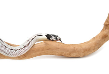 Lampropeltis getula californiae king snake, young specimen, high white morph. Common name: California king snake. Non venomous colubrid, constrictor. Popular as pet reptile. Selective focus on head.