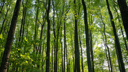 Fototapeta premium Shenandoah National Park Sun Tree