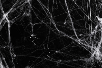 Halloween decoration concept. Artificial spider web decoration with spiders on black background