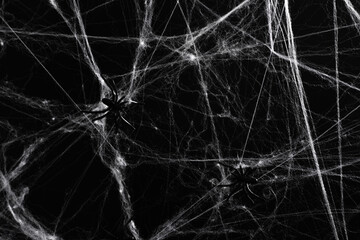 Halloween decoration concept. Artificial spider web decoration with spiders on black background