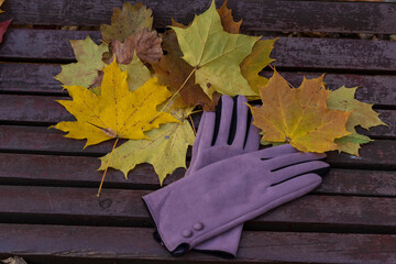 Autumn still life with gloves, book and fallen leaves